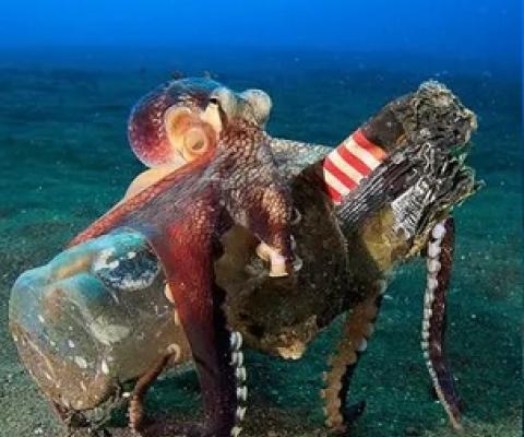 Octopuses were seen carrying plastic items around while ‘stilt-walking’. Photograph: Serge Abourjeily