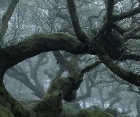 Wistman’s Wood, Dartmoor National Park, where many oaks are more than 500 years old. Photograph: ASC Photography/Alamy
