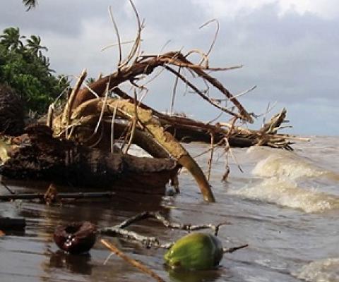 Credit - Koroi Tadulala, www.fbcnews.com.fj