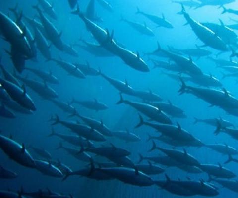 Albacore Tuna are spawning less, and that’s worrying some south Pacific nations. Credit - http://www.tunapacific.org/