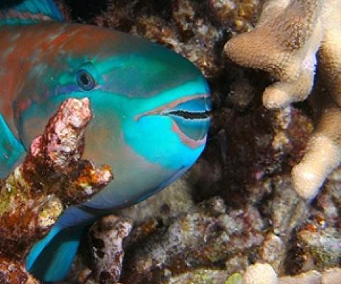 Credit: Barry Fackler/Getty