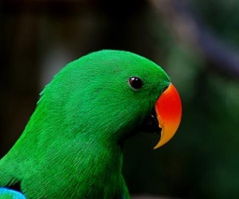 The vibrantly colored eclectus parrot (Eclectus roratus) is native to the Solomon Islands, New Guinea and northeastern Australia. Credit - Bernard Spragg via Flickr (CCO 1.0).
