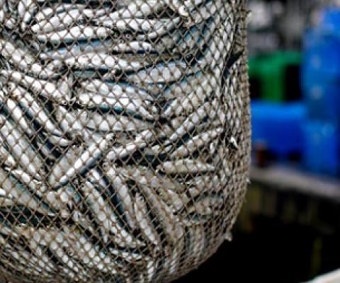 Policymakers must realise that all the drivers of extinction - habitat loss and fragmentation, over-hunting for food and profit, pollution, the spread of invasive species - must be tackled at once. PHOTO: REUTERS