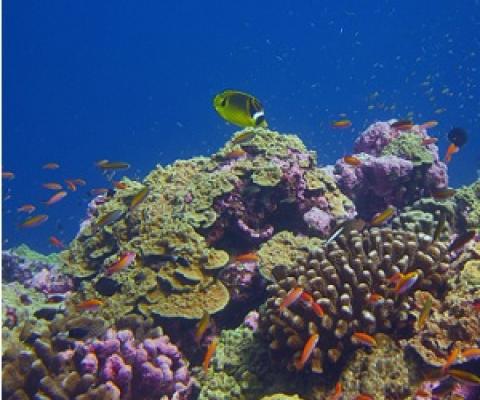 A healthy coral reef in the Phoenix Islands Protected Area in 2018. Credit: Michael Fox