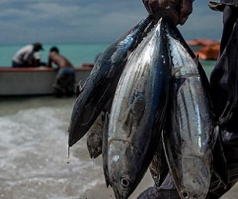 tuna fisheries