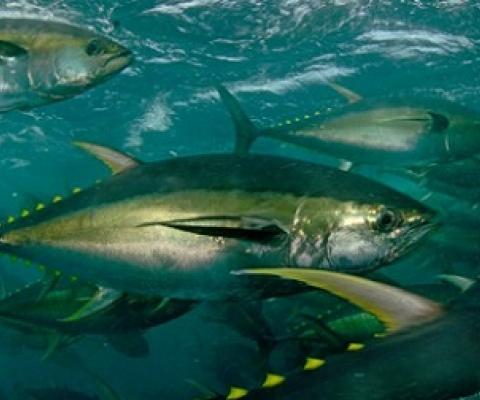 School of Yellowfin tuna. credit - WWF