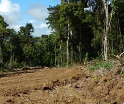 deforestation