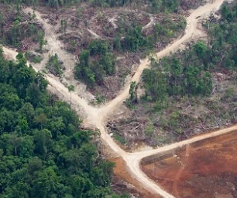 Logging roads in Papua New Guinea’s East New Britain Province. Since the introduction of SABLs in 1996, more than 5 million hectares (12 million acres) of virgin forest have been logged. Image by Paul Hilton/Greenpeace.