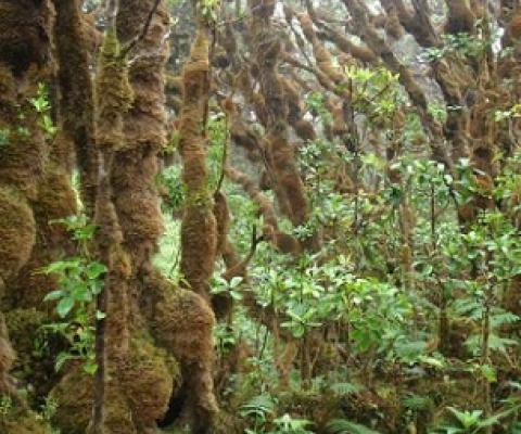 Native Hawaiian snail habitat on Pu'u Kukui, Maui. Credit: Robert Cowie