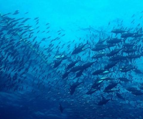 Climate change threat to ‘tuna dependent’ Pacific Islands economies. Credit - ISSF_Jeff Muir