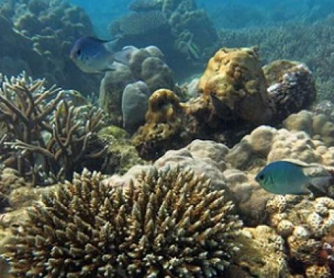 A recovering coral reef, Seychelles. Credit: Professor Nick Graham