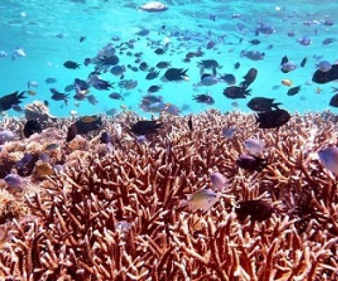 A coral reef off of the island of Komodo, Indonesia. Credit - Sara Simmonds, UCLA