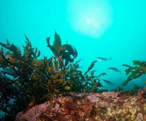 Regenerating Wellington's seaweed forests. Photo: NIWA/ Leigh Tait