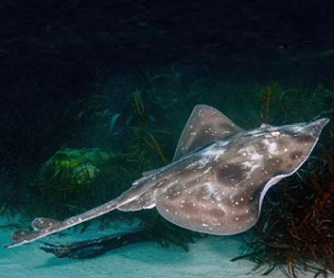 The Melbourne Skate is assessed as vulnerable in the Action Plan for Australian Sharks and Rays 2021. Credit: Ian Shaw