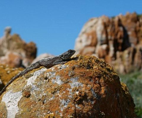 Some animals, such as lizards, tortoises and insects, will encounter thermal stress as a result of climate change. Credit: Dr Susana Clusella-Trullas