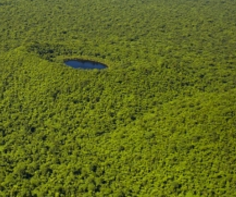 Upland Forest, Savaii Island. Credit - Stuart Chape