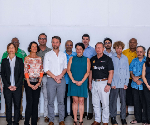 Mangrove regeneration