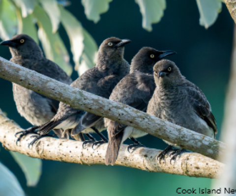 Rarotonga starling