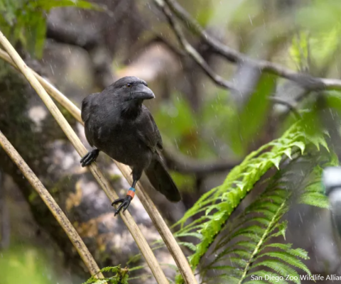 Hawaiian Crow