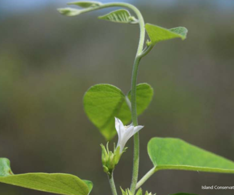 Marquesas Islands, new species