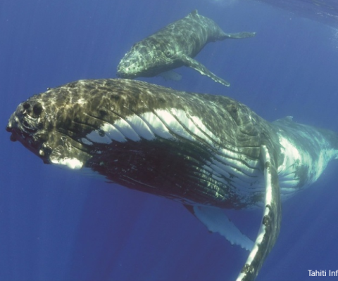 Whales, French Polynesia