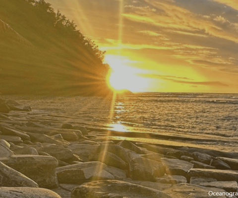 Polynesian storm petrel