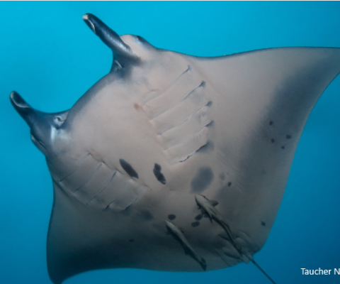 Palau, ocean conservation