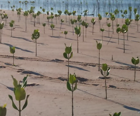 Ecosystem resilience