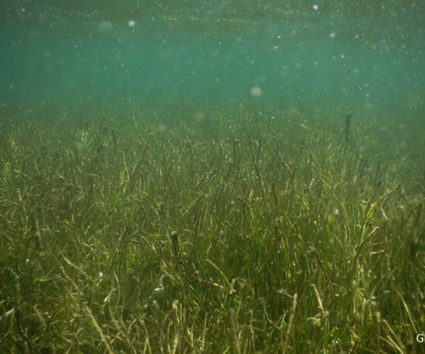 Seagrass restoration
