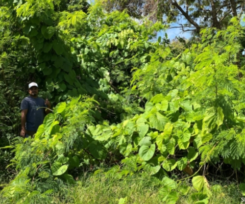 Marshall Islands, invasive species
