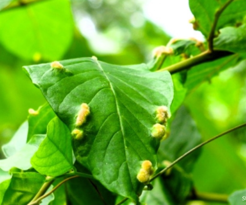 Tonga, invasive species