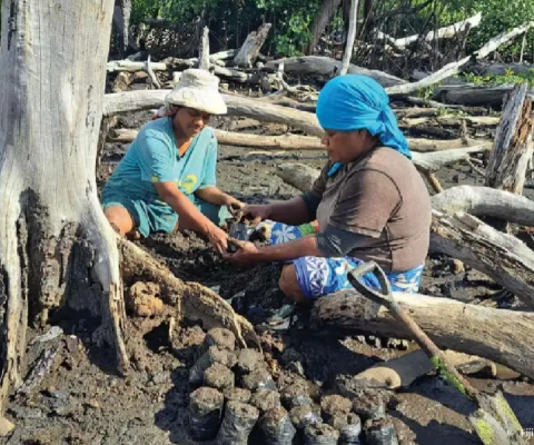 Fiji, mangrove restoration