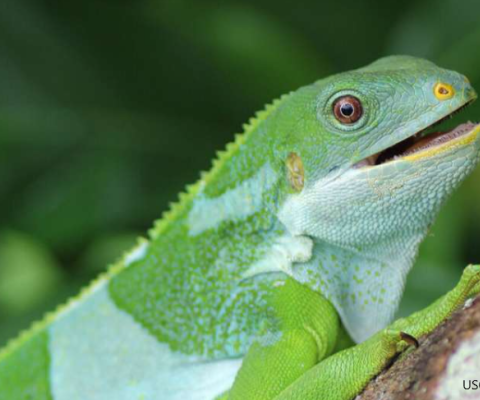 Fiji Iguanas
