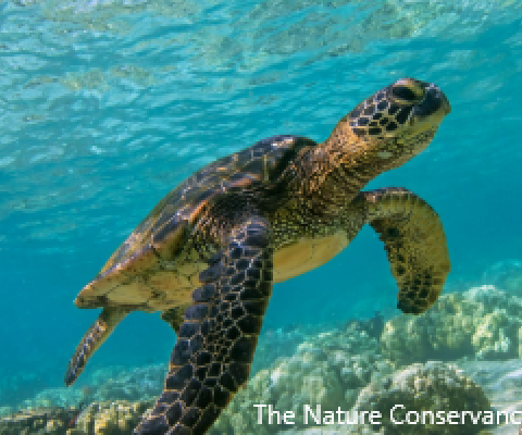 Cooks Islands, green turtle