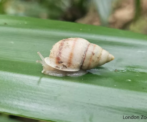 French Polynesia, partulid snail