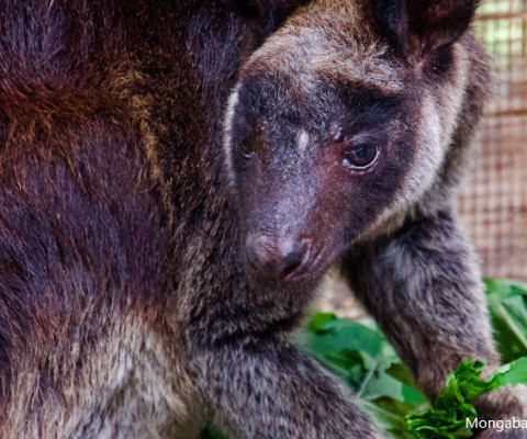 PNG, tree kangaroo
