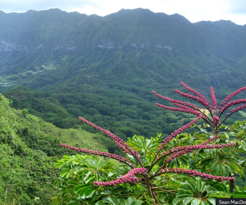Hawaii, novel ecosystem