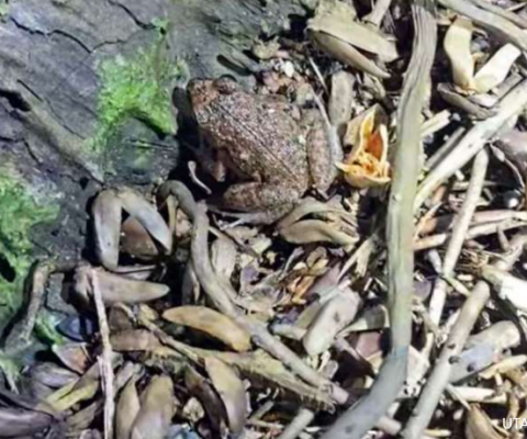Marshall Islands, invasive frogs