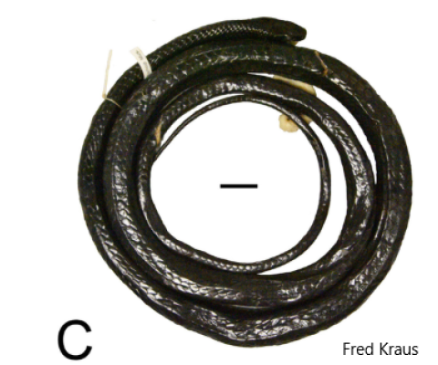 PNG, new species of snake