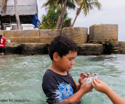 Tokelau, turtles