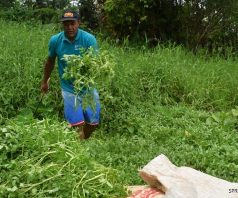 Taveuni, conservation