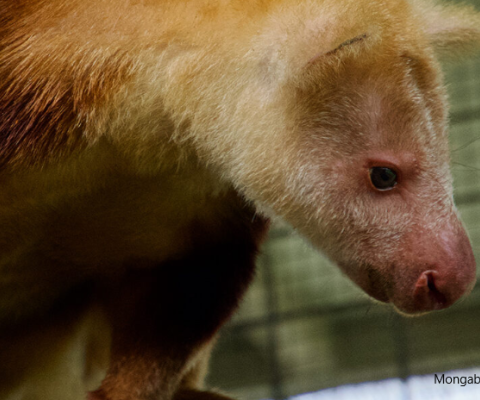 PNG, Torricelli Mountains