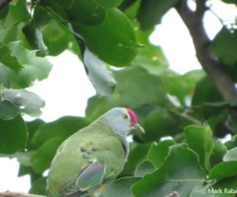 Commonwealth of Northern Mariana Islands, Bird count