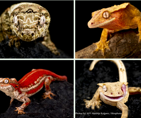 New Caledonia, Gecko, wildlife trafficking
