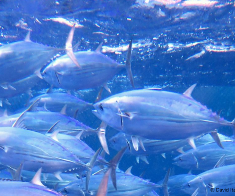 Tuna transparency pledge