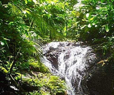 Sirebe Rainforest Conservation Area, Choiseul Province, Solomon Islands. credit - NRDF