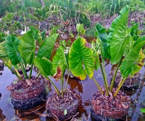 Swamp taro, Abaiang Island. Kiribati. Credit - V. Jungblut, SPREP