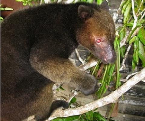 A weimang, left, and a tenkile. Images courtesy of the Tenkile Conservation Alliance.