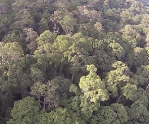 the diverse rainforest in Sabah. Credit: Sol Milne, University of Aberdeen