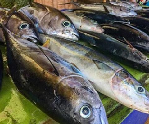 world Tuna day